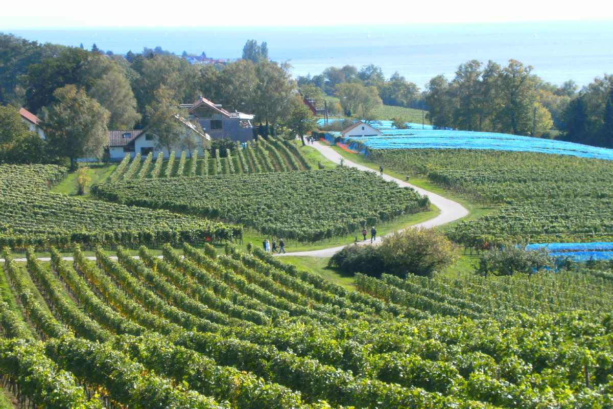 Un vigneto in Germania