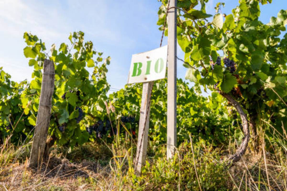 Vino biologico