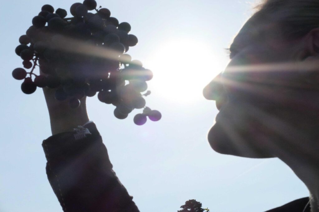 Dell'uva coltivata nell'area archeologica di Pompei