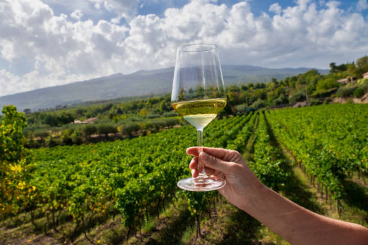 I migliori vini green d'Italia