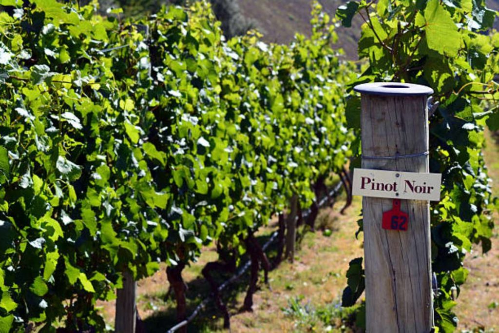Il Pinot Nero più buono d'Italia