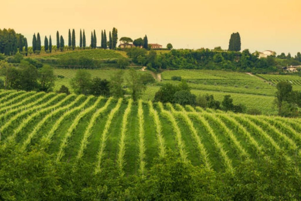 Vigneti eroici e storici in Veneto